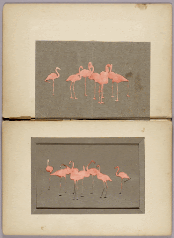 Flamingoes, study folder for book | Free Photo - rawpixel