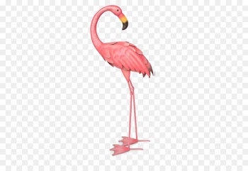 Flamingos Bird Illustration - Watercolor flamingo 