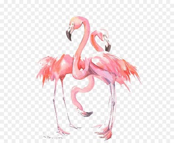 Flamingos Bird Watercolor painting - Drawing Flamingos 