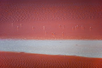 Flamingos feeding