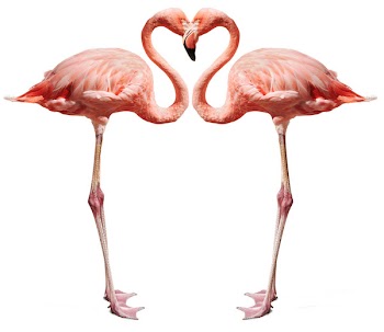 Flamingos making a heart shape on white