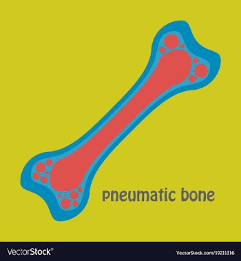 Flat anatomy of the long bone periosteum vector image