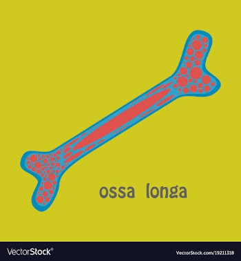 Flat anatomy of the long bone periosteum vector image