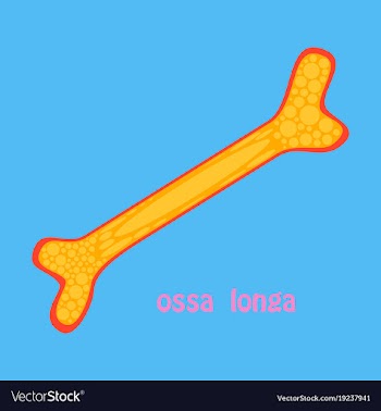 Flat anatomy of the long bone periosteum vector image