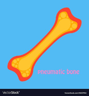 Flat anatomy of the long bone periosteum vector image
