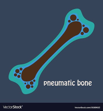 Flat anatomy of the long bone periosteum vector image