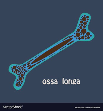 Flat anatomy of the long bone periosteum vector image