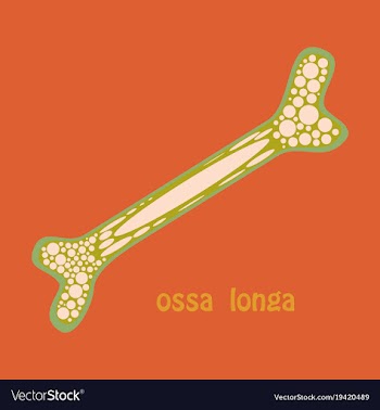 Flat anatomy of the long bone periosteum vector image
