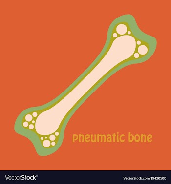 Flat anatomy of the long bone periosteum vector image
