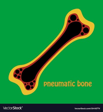 Flat anatomy of the long bone periosteum vector image