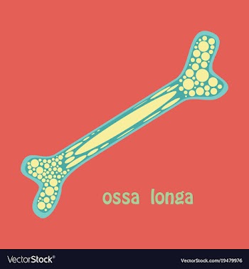 Flat anatomy of the long bone periosteum vector image