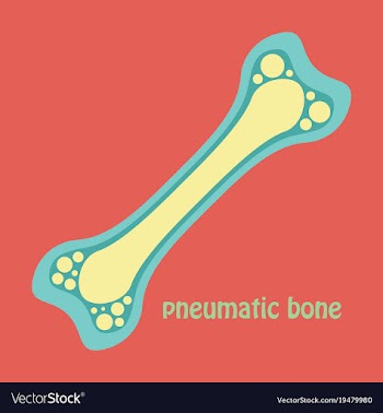 Flat anatomy of the long bone periosteum vector image