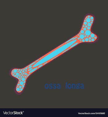 Flat anatomy of the long bone periosteum vector image
