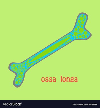 Flat anatomy of the long bone periosteum vector image
