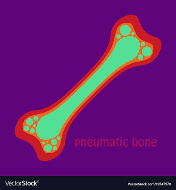 Flat anatomy of the long bone periosteum vector image
