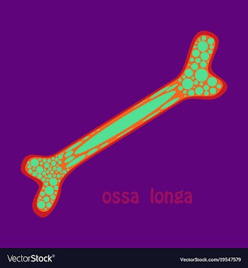 Flat anatomy of the long bone periosteum vector image