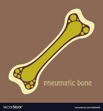 Flat anatomy of the long bone periosteum vector image