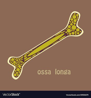 Flat anatomy of the long bone periosteum vector image