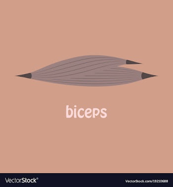 Flat biceps triceps - movement of the arm and vector image