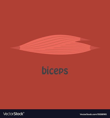 Flat biceps triceps - movement of the arm and vector image