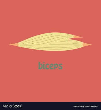 Flat biceps triceps - movement of the arm and vector image