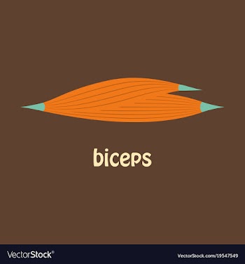Flat biceps triceps - movement of the arm and vector image