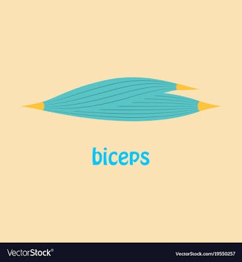 Flat biceps triceps - movement of the arm and vector image
