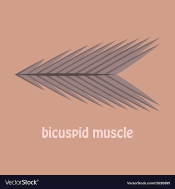 Flat bicuspid muscle vector image