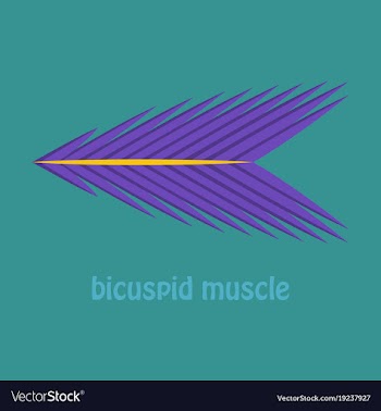 Flat bicuspid muscle vector image