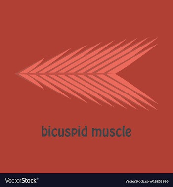 Flat bicuspid muscle vector image