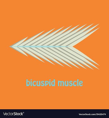 Flat bicuspid muscle vector image