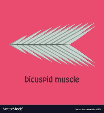 Flat bicuspid muscle vector image