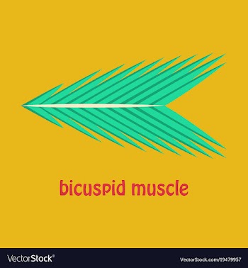 Flat bicuspid muscle vector image