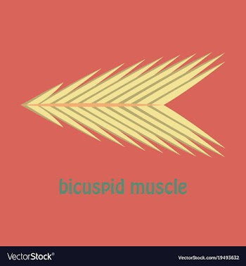 Flat bicuspid muscle vector image