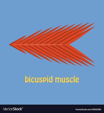Flat bicuspid muscle vector image