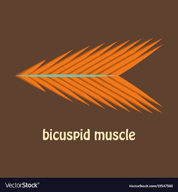 Flat bicuspid muscle vector image