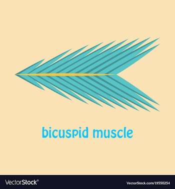 Flat bicuspid muscle vector image