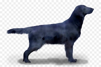 Flat-coated Retriever Labrador Retriever Dog breed Borador -  