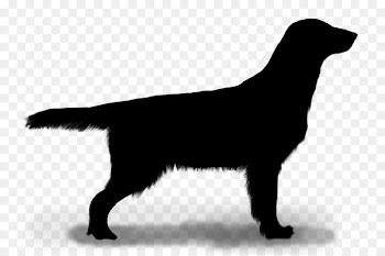 Flat-coated Retriever Labrador Retriever Dog breed Puppy -  