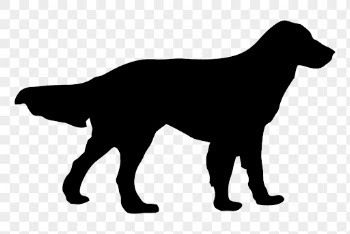 Flat-coated Retriever png dog sticker | Free PNG - rawpixel