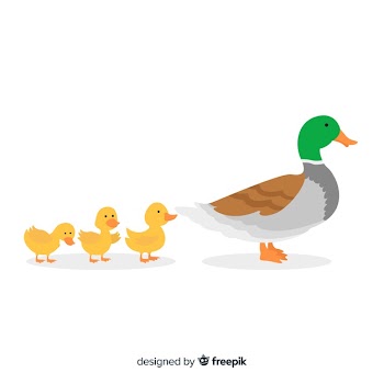 Flat design mother duck and her ducklings Free Vector