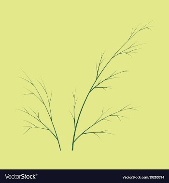 Flat dill isolated hand drawing flavoring plant vector image