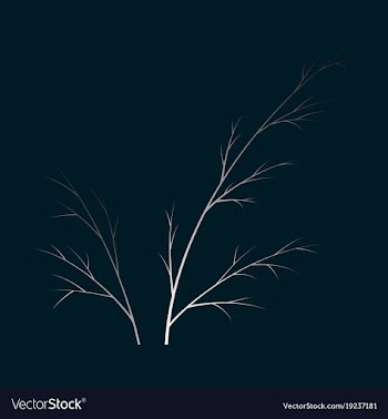 Flat dill isolated hand drawing flavoring plant vector image