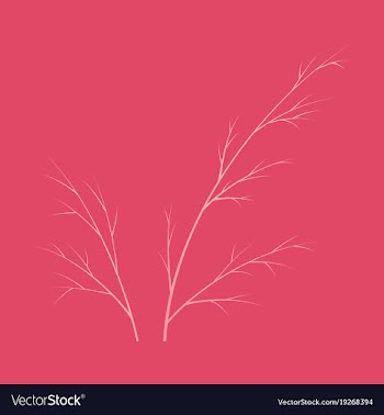 Flat dill isolated hand drawing flavoring plant vector image