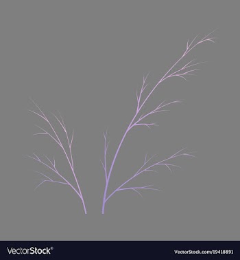 Flat dill isolated hand drawing flavoring plant vector image