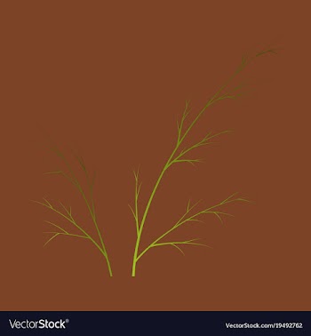 Flat dill isolated hand drawing flavoring plant vector image