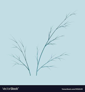 Flat dill isolated hand drawing flavoring plant vector image