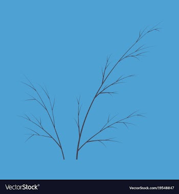 Flat dill isolated hand drawing flavoring plant vector image