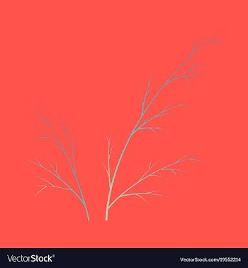Flat dill isolated hand drawing flavoring plant vector image