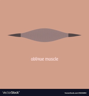 Flat external oblique muscles of chest thorax vector image